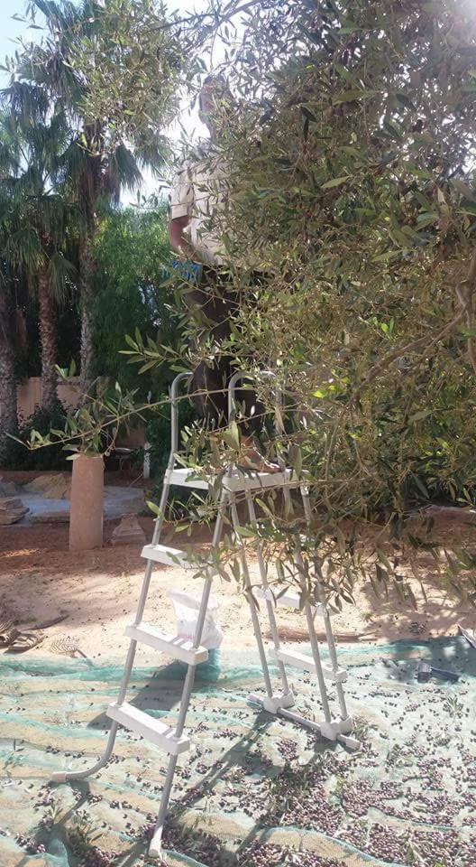 ספקס Maison D'Hotes Dar Salma מראה חיצוני תמונה